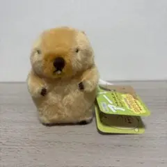 【AMUFUN】マーモットのもっとっと　モア　LMC　ボバくん