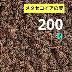#H73 メタセコイアの実 天然素材 ドライ 木の実　200個