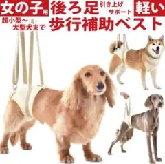 Item thumbnail for item e18878af-95fa-4166-8321-0e6d180d60bf