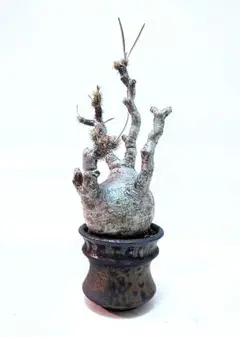 特選】ブラックファイヤー アガベ チタノタ usagi ceramic 鉢