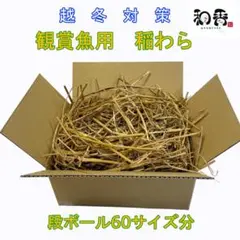 無農薬 観賞魚用稲わら(段ボール箱60)稲藁いなわらめだか越冬ミジンコ培養J