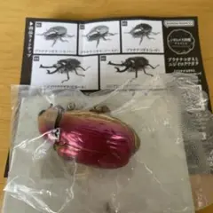 昆虫標本　プラチナコガネ文献 プラチナコガネ | 写真 | アールクリエーション