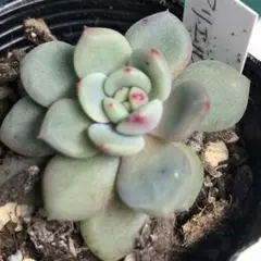 韓国苗【アリエル 抜き苗】多肉植物