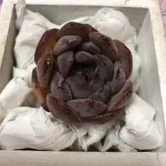 多肉 多肉植物 韓国苗 シェリン