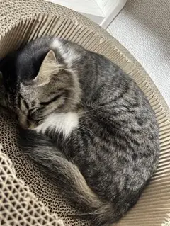 確認用