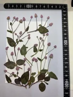 押し花　ポリゴナム