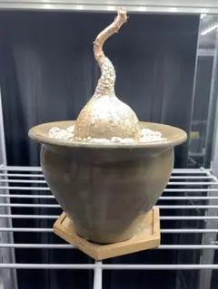 早い者勝ち 新品 内田裕太 3鉢セット売り 陶器鉢　作家鉢 2025年最新】内田裕太 鉢の人気アイテム - メルカリ