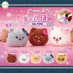 ①ギャルぽめ　全5種セット