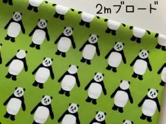 2m　こっちむいて　パンダ　ブロード　生地　動物　セブンベリー　キウイ　289