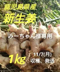 11月7日(月)収穫、発送分 鹿児島県産 とりたて新生姜 1㎏