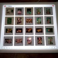 Item thumbnail for item 668469f2-b2ef-4dfb-9345-2e8343d277d0