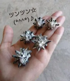 ツンツン☆可愛いな巻貝さん♪　貝殻　貝　標本　置物　ツノテツレイシ　コレクション