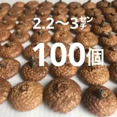 北海道　レッドオーク　どんぐり帽子　100個　下処理済み