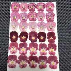押し花素材☆きれいなビオラ＊☆*:.。. ♡