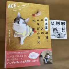 二本足の猫・エースのごきげん日和
