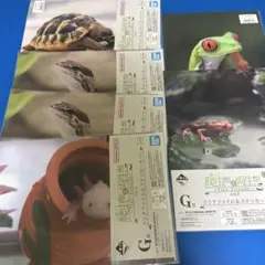 一番くじ　爬虫類　G賞　クリアファイル＆ステッカーセット　6点セット