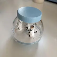 カプセリウム ディズニー オラフ