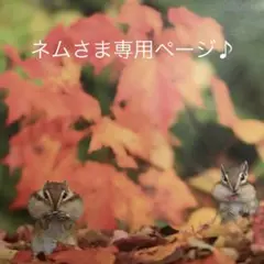 専用です♪ブッダナッツ*フラワーアレンジメント