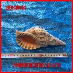 ホラ貝（沖縄産）41㎝ 法螺貝（ホラガイ）│ つは琉球店