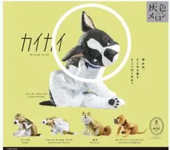 灰色メロン　カイカイ　フレンチ・ブルドッグ