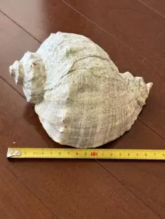 貝