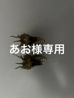 （専用）一番くじ　ゴジラ　モンスターヘッドマグ✖️2