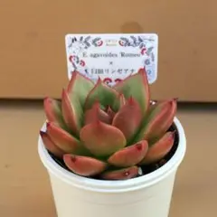 2024年最新】コキリノ 多肉の人気アイテム - メルカリ