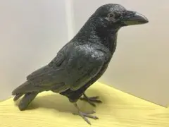 magnet / マグネット 貯金箱 カラス(CARRION CROW)