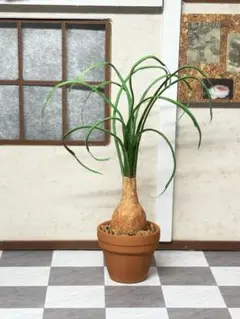 ミニチュア　観葉植物　トックリラン　紙　鉢植え