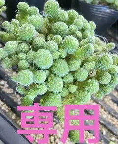 多肉 モナンテス ポリフィラ