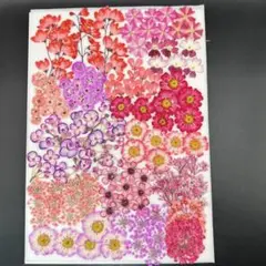 押し花素材　　3556 染め花入りミックス