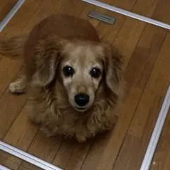 確認用です