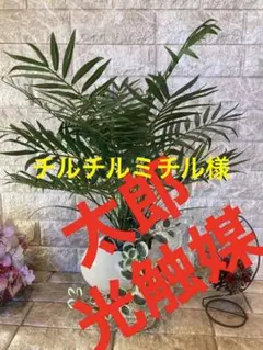 光触媒人工観葉植物ウォールグリーンフェイクフラワーハンドメイド 卵アレカヤシgp