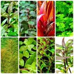 水草 8種セット 送料無料