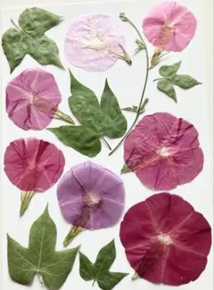 朝顔の押し花F