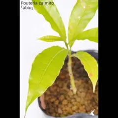 アビウ鉢植え　特大　110センチ　3-1 花芽 アビウ鉢植え 特大 110センチ 3-1 花芽