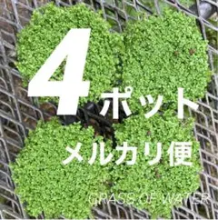 キューバパールグラス4ポット‼️メルカリ便‼️
