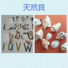貝殻　雑貨　素材　ハンドメイド