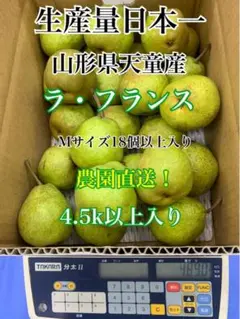 山形県天童市産ラ・フランスMサイズ