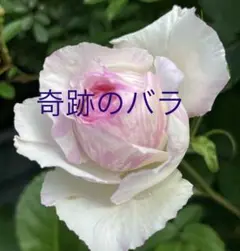 CKED奇跡のバラ「カメオ」「キスメット」「エリー」「ドロップ