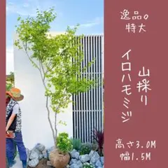 13 福井県産　天然山採り　イロハモミジ 13 福井県産 天然山採り イロハモミジ 楽天市場】山採り