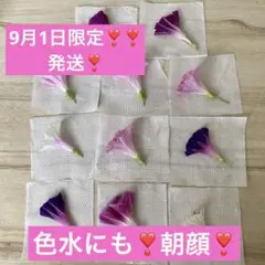 9月1日限定❣️❣️朝顔の押し花11枚セット