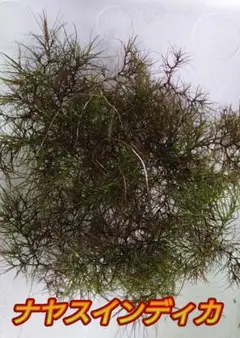 ナヤスインディカ 水中葉 3パック分