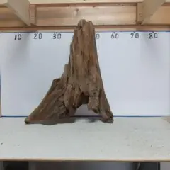 ⑫流木No.43 アク抜き済
