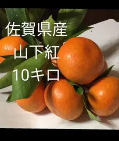 山下紅 10キロ