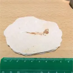 魚の化石