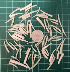 天然貝殻　素材　ツノツノツノガイ　短め