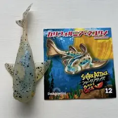シャークアタックアンドコ　カリフォルニア・ネコザメ