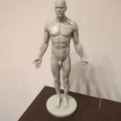 3d total Male anatomy アナトミーフィギュア [中古]