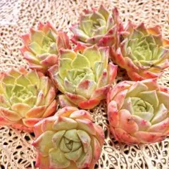 韓国苗♡多肉植物♡ヘレナhyb♡美苗♡カット苗